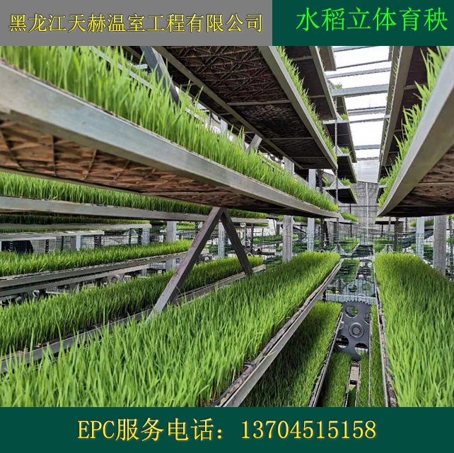 水稻育秧设备工厂 立体化全自动智能生产，助力稻谷种植现代化