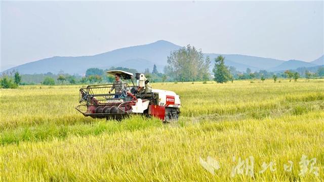 国宝桥米有机种植基地开镰，开启稻谷种植新篇章