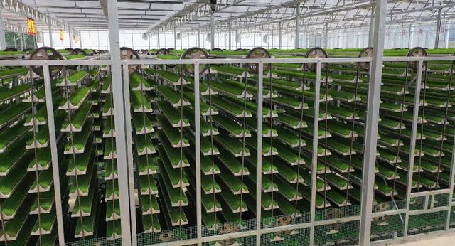 河南淮滨 工厂化育秧尽显智能“科技范”｜水稻种植的现代化革命