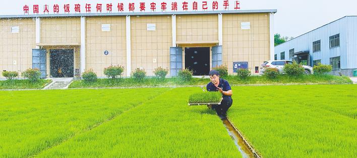 沮河畔的金色传奇 湖北高端大米如何从田间香飘全国