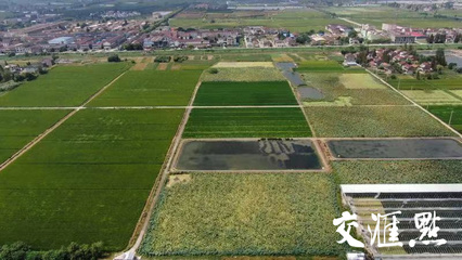 走进乡村看小康 丹阳市陵口镇折柳村——高效农业让“负翁村”蜕变“富翁村”