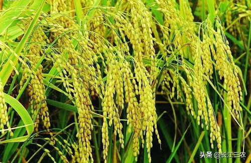 稻香里的中国 全球大米价格涨势下的种植新机遇