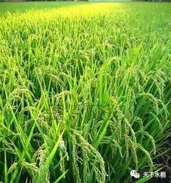 为什么水稻品种不能在同一个地区连续多年种植？