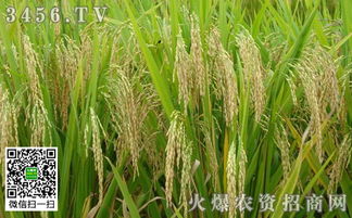 种水稻什么时候打药杀虫治病效果好？稻谷种植关键期揭秘