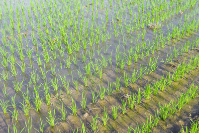 水稻秧田稻谷种植全攻略 从选种到丰收的技术指南